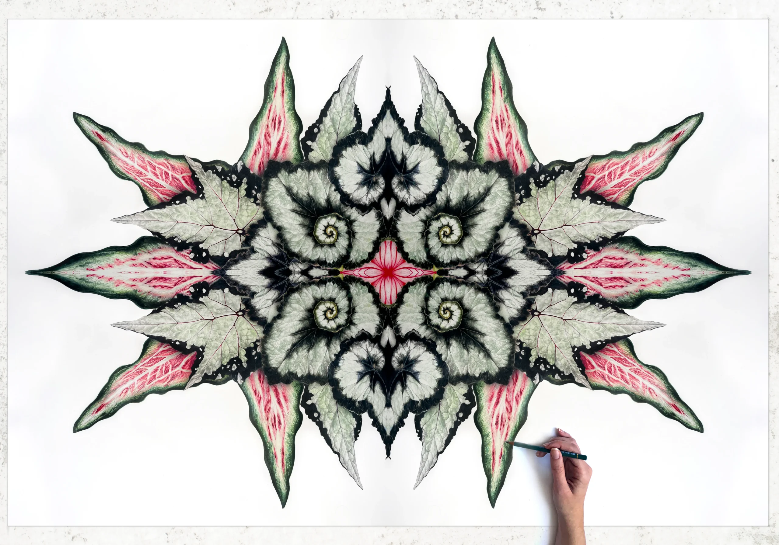 Dessins originaux de fleurs par Lupiko, artiste à Paris. image d'une oeuvre d'art réalisée au crayons de couleurs sur papier d'un kaleidoscope de feuilles. Les feuilles représentées sont des feuilles de begonia rex et d'une sorte d'aloe vera. la main indique la techniques : le crayon de couleur ainsi que l'echelle du dessin.